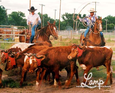 Bringingthesteers