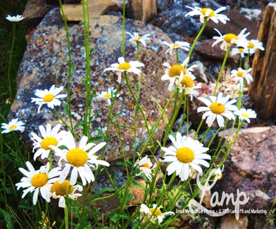 comingupdaisys