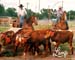 Bringingthesteers