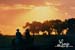 cowboysridingatsunsetpic9